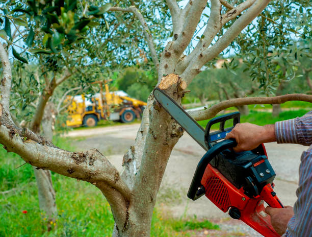 Best Residential Tree Removal  in USA